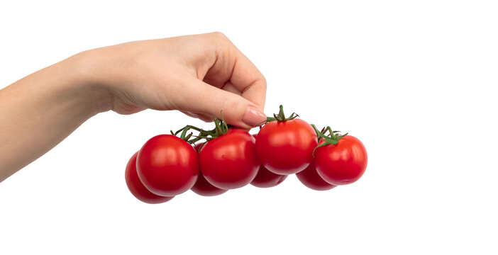 Hand with branch of red cherry tomatoes isolated on a white background photo