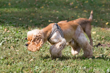 Cavalier king charles spaniel puppy is sniffing out traces on a green grass in the autumn park. Pet...