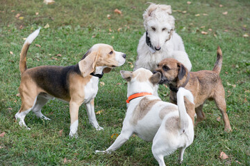 English beagle puppy, afghan hound puppy, border terrier puppy and multibred dog are playing in the...