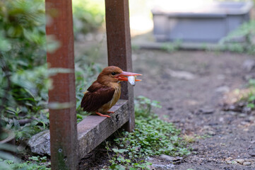 エサをとらえるアカショウビン