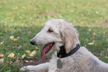 Cute afghan hound puppy is lying on a green grass in the autumn park. Close up. Eastern greyhound...