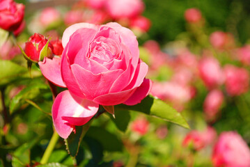 Ein malerisches Rosenbild.