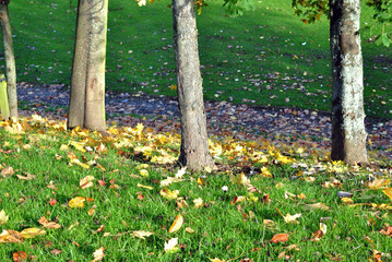 Fallen Autumn Leaves on Grass in Open Woodland with Trees & Path 