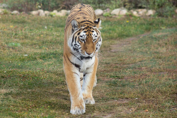 Wild siberian tiger is walking on a autumn grass. Amur tiger. Panthera tigris tigris. Animals in wildlife.