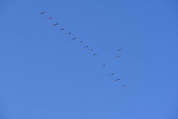 Zugvögel am blauen Himmel