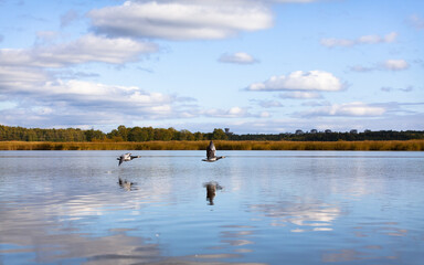 Barnacle geese, Branta leucopsis, flying over water. Migratory birds in autumn.