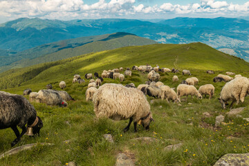 Obraz premium Flock of sheep in a beautiful mountain meadow. Farm