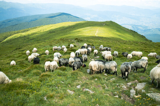 A herd of white sheep in the mountains. Beautiful mountain landscape view.