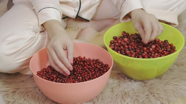 Woman sorting fresh raw lingonberries and cranberries