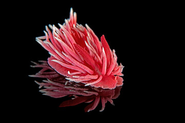 Okenia rosacea on obsidian