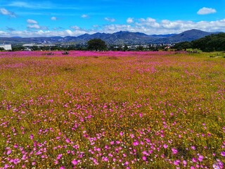 field of flowers