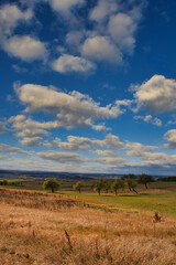 Obraz premium apple trees on a autumn meadow