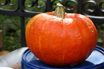 Large pumpkin on a blue barrel on a green garden background