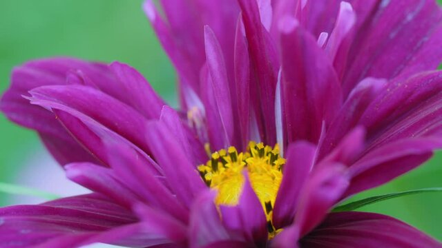 Summer flowers background