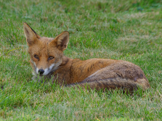red fox vulpes