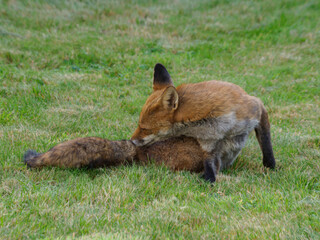 Red fox in the wild