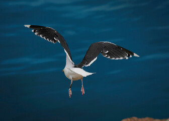 heron in flight