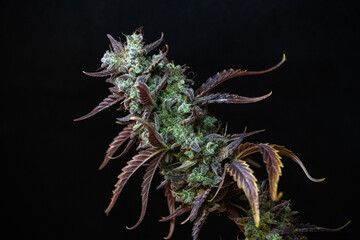 photograph of cannabis