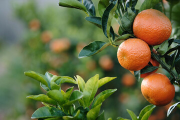 Mandarin oranges on tree closeup with green leaves and blurred orange trees in the background.