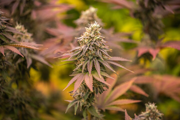 photograph of cannabis - 459726649