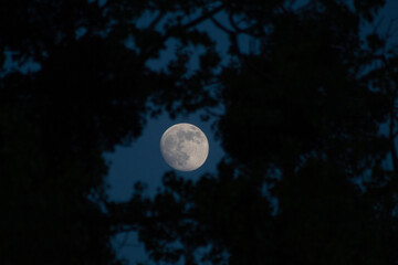 Obraz na płótnie Canvas Waxing Moon between the trees