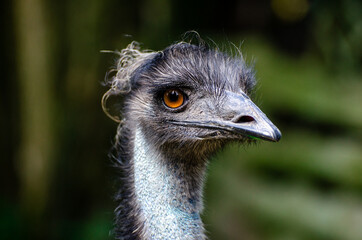 The emu (Dromaius novaehollandiae) is the second-largest living bird by height, after its ratite relative, the ostrich.