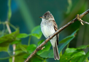 A young Tropical Pewee, Contopus cinereus, perching on a branch in the rainforest with leaves blurred in the background. A cute little gray bird.