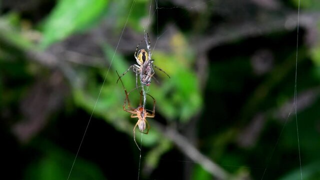 pair of nursery web spiders during wooing, male spider is offering a bridal gift
