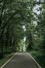 Fototapeta premium Road in the middle of forest nearby Děkovka, Czech republic