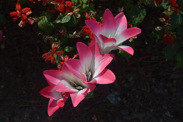 red and yellow flower