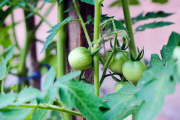 Green organic unripe tomatoes on a bush. Gardening. Horticulture as a hobby. Harvest in your garden. Tying tomato vegetables. A bountiful harvest. Green bright fresh summer background. 
