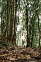 Forest in Czech Central Highlands