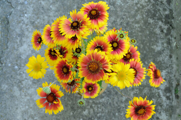 Kokardenblume