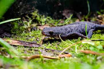 Alpine newt (Ichthyosaura alpestris) is a species of newt native to continental Europe and introduced to Great Britain and New Zealand.
