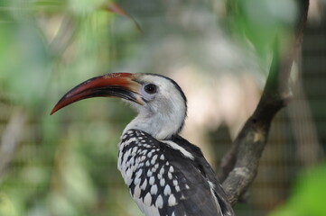 Hornbill
