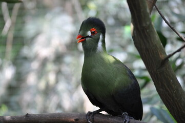 Hartlaub's Turaco Bird