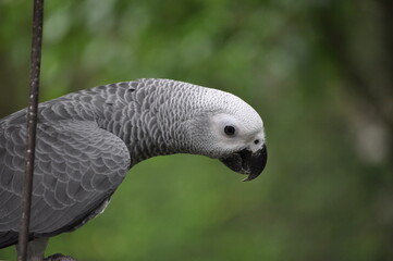 African Grey Parrot extending its head