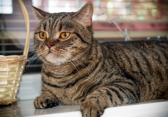 Scottish Fold, domestic tabby cat, with yellow eyes, lies near a basket, close-up