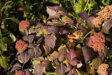 Ornamental plants in the autumn garden. Landscaping of the garden. Red leaves and wilted flowers of Japanese spirea.