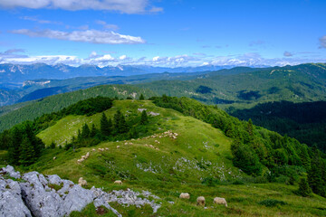 Pecore al pascolo sulle montagne, Mozic, Slovenia