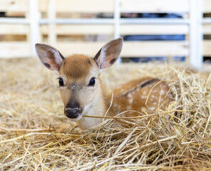closeup young deer with dots on the body looking something