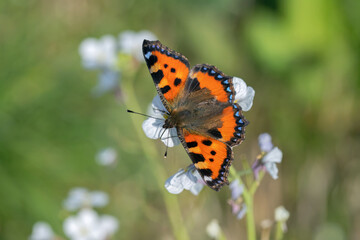 Small tortoiseshell butterfly (Aglais urticae) on Raphanus sativus blossoms.