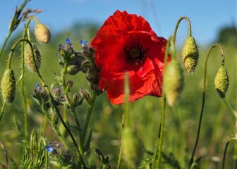 a single blooming red poppy in the foreground, several poppy buds, green grass, blue sky and...