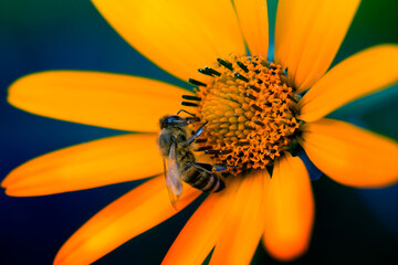 honey bee on a yellow summer flower