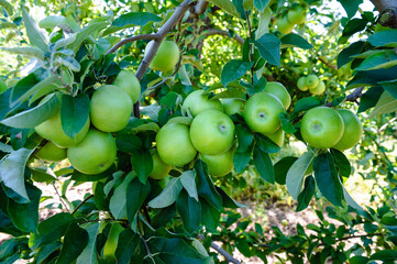 Green apples in tree ready for apple picking
