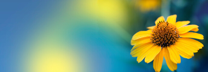Obraz premium close up of yellow flower with copy spase