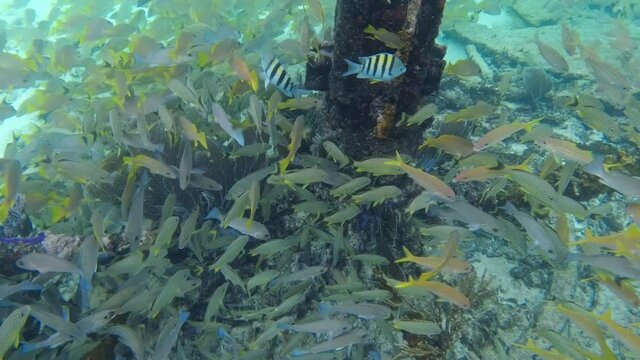Rainbow parrotfish eating coral and reef fish - underwater footage