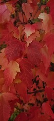 Naklejka na ściany i meble Autumn leaf fall. A lot of yellow, red, maroon leaves.