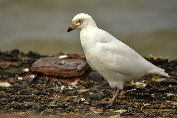 pombo