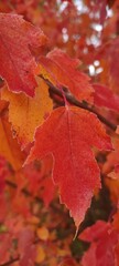 Autumn leaf fall. A lot of yellow, red, maroon leaves.